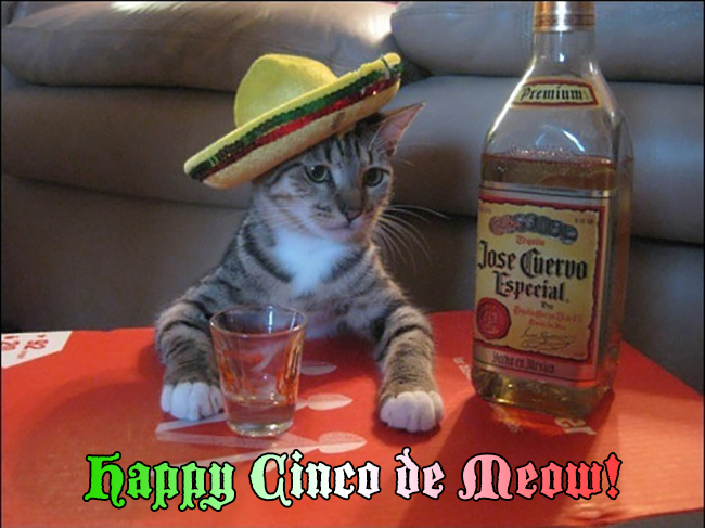 Happy Cinco de Meow